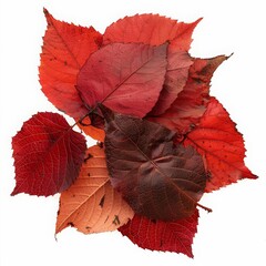 A close up photograph of a handful of red and orange autumn leaves against a white background