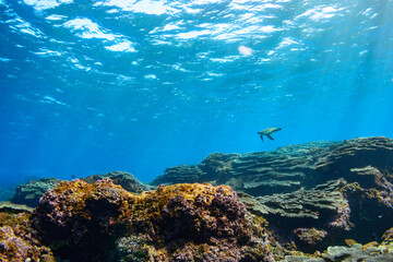 Fototapeta na wymiar サンゴ礁をゆったりと泳ぐ大きく美しいアオウミガメ（ウミガメ科）。スキンダイビングポイントの底土海水浴場。 航路の終点、太平洋の大きな孤島、八丈島。 東京都伊豆諸島。 2020年2月22日水中撮影。Large, beautiful green sea turtles (Chelonia mydas, family comprising sea turtles) swim leisurely