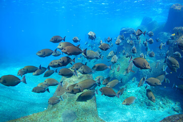Fototapeta premium 素晴らしいサンゴ礁の美しいニザダイ（ニザダイ科）の大群他。スキンダイビングポイントの底土海水浴場。 航路の終点、太平洋の大きな孤島、八丈島。 東京都伊豆諸島。 2020年2月22日水中撮影。Large school of Sawtail juvenile (Prionurus scalprum) and others in Wonderful coral reefs.Sokodo Be
