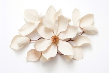 Magnolia flower petal plant.