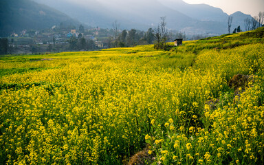 landscape view of blossom mustard farmland in Nepal.