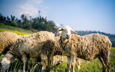 sheep in the agriculture field