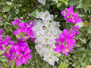 Beautiful blooming paper flower (Bougainvillea glabra) in white and purple color. The lesser bougainvillea blossom in summer season.