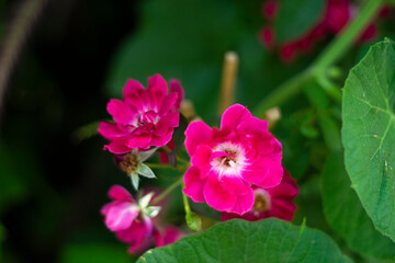 Obraz premium Rosa, originates from the Latin name for rose. The epithet, rugosa,rugosa rose is translated as wrinkled and references the appearance of the leaves