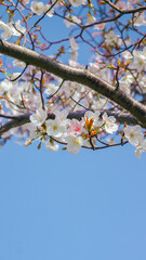 Obraz premium Sakura flowers also known as cherry blossom on a tree branch with clear blue-sky background and white sakura bokeh (defocused) background, shot on Osaka, Japan during the day