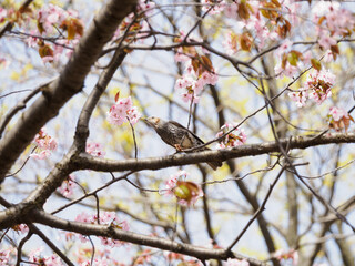 桜とヒヨドリ