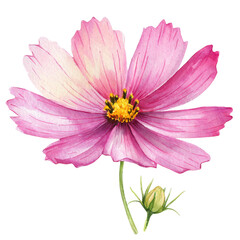 水彩タッチのコスモスのイラスト