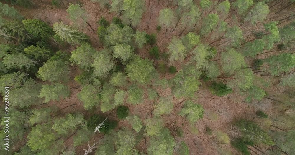 Poster a areal forest with a mix of green and brown trees. the trees are tall and spread out, creating a se