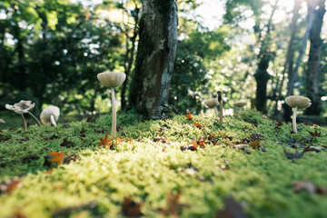 自然に生えているきのこ