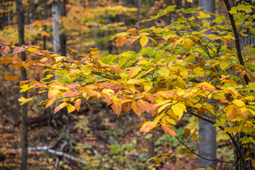 Fall time in park