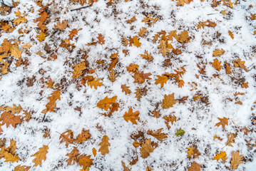 Forest in winter time