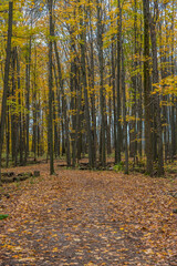 Forest in fall time
