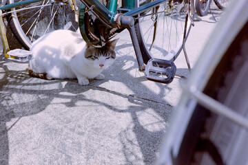 駐輪場の猫