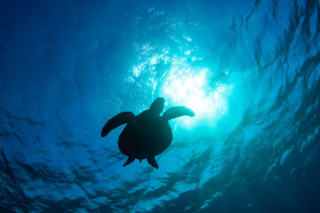 逆光のサンゴ礁の水面をゆったりと泳ぐ大きく美しいアオウミガメ（ウミガメ科）のシルエット。

スキンダイビングポイントの底土海水浴場。
航路の終点、太平洋の大きな孤島、八丈島。
東京都伊豆諸島。
2020年2月22日水中撮影。


The silhouette of a large, beautiful green sea turtles (Chelonia mydas, family compri