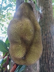 The jackfruit is the fruit of jack tree Artocarpus heterophyllus, a species of tree in the fig, mulberry, and breadfruit family. The jackfruit is the largest tree fruit.