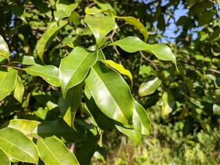 Gaharu Plants (Aquilaria malaccensis) in the morning