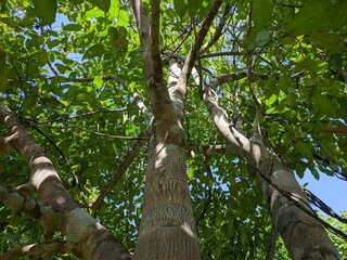 Gaharu tree (Aquilaria malaccensis) in the morning