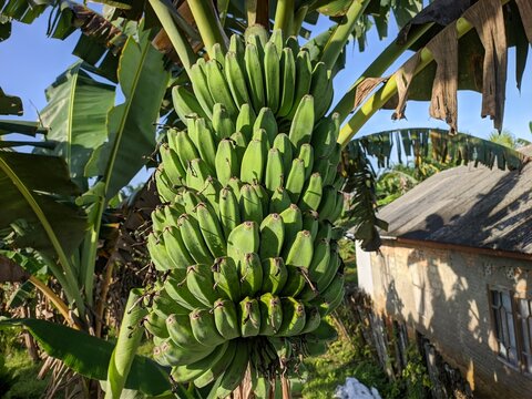 kepok banana (Musa acuminata &times; balbisiana) in the morning