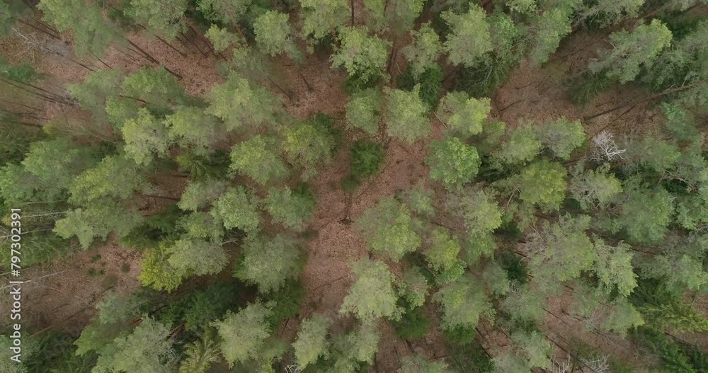 Poster A areal forest with a mix of green and brown trees. The trees are tall and spread out, creating a sense of depth and vastness. Scene is peaceful and serene, as the viewer is surrounded by nature