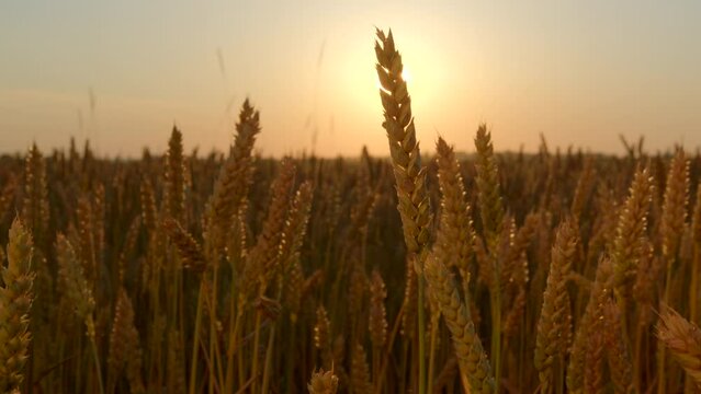4k footage of golden ears of wheat swaying in the wind against the background of the sun at sunset. Sprouts of ripening organic wheat in a field. World food crisis. Growing crops of bread. 