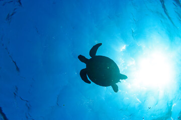 逆光のサンゴ礁の水面をゆったりと泳ぐ大きく美しいアオウミガメ（ウミガメ科）のシルエット。

スキンダイビングポイントの底土海水浴場。
航路の終点、太平洋の大きな孤島、八丈島。
東京都伊豆諸島。
2020年2月22日水中撮影。


The silhouette of a large, beautiful green sea turtles (Chelonia mydas, family compri