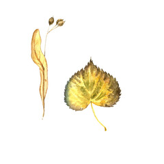 watercolor drawing autumn leaf and seeds of lime tree isolated at white background, natural element, hand drawn botanical illustration