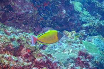 Fototapeta premium 美しいナメモンガラ（モンガラカワハギ科）他。スキンダイビングポイントの底土海水浴場。 航路の終点、太平洋の大きな孤島、八丈島。 東京都伊豆諸島。 2020年2月22日水中撮影。The Beautiful Redtail triggerfish (Xanthichthys mento) and others.Sokodo Beach, a skin diving point. Izu 