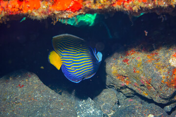 美しく大きなタテジマキンチャクダイ（キンチャクダイ科）。

スキンダイビングポイントの底土海水浴場。
航路の終点、太平洋の大きな孤島、八丈島。
東京都伊豆諸島。
2020年2月22日水中撮影。

The Beautiful and large Emperor angelfish (Pomacanthus imperator). 

Sokodo Beach, a skin diving point