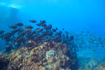 Naklejka na ściany i meble 素晴らしいサンゴ礁の美しいニザダイ（ニザダイ科）の大群他。スキンダイビングポイントの底土海水浴場。 航路の終点、太平洋の大きな孤島、八丈島。 東京都伊豆諸島。 2020年2月22日水中撮影。Large school of Sawtail juvenile (Prionurus scalprum) and others in Wonderful coral reefs.Sokodo Be