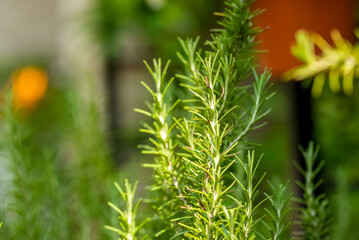 Rosemary
