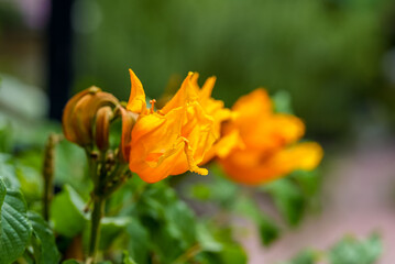 African  tulip flower