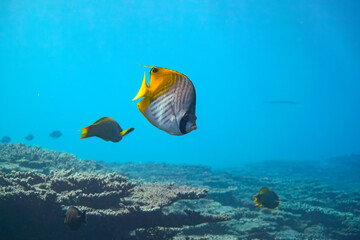 Naklejka na ściany i meble 素晴らしいサンゴ礁の美しいトゲチョウチョウウオ（チョウチョウウオ科）、ヤマブキベラ（ベラ科）他の群れ。スキンダイビングポイントの底土海水浴場。 航路の終点、太平洋の大きな孤島、八丈島。 東京都伊豆諸島。 2020年2月22日水中撮影。A beautiful school of Threadfin Butterflyfish (Chaetodon Auriga) and Yellow-bro