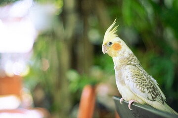 the cockatiel is trying to appear alluring or flirtatious. When the Cockatiel Nymphicus is tired, the crest of Cockatiel Nymphicus is seen positioned halfway upwards