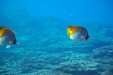 Naklejka na ściany i meble 素晴らしいサンゴ礁の美しいトゲチョウチョウウオ（チョウチョウウオ科）、ヤマブキベラ（ベラ科）他の群れ。スキンダイビングポイントの底土海水浴場。 航路の終点、太平洋の大きな孤島、八丈島。 東京都伊豆諸島。 2020年2月22日水中撮影。A beautiful school of Threadfin Butterflyfish (Chaetodon Auriga) and Yellow-bro