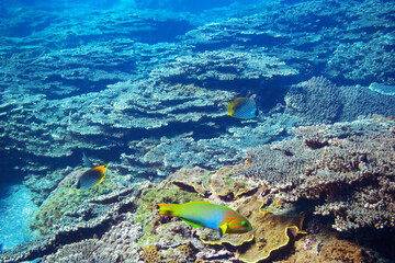 素晴らしいサンゴ礁の美しいトゲチョウチョウウオ（チョウチョウウオ科）、ヤマブキベラ（ベラ科）他の群れ。

スキンダイビングポイントの底土海水浴場。
航路の終点、太平洋の大きな孤島、八丈島。
東京都伊豆諸島。
2020年2月22日水中撮影。

A beautiful school of Threadfin Butterflyfish (Chaetodon Auriga) and Yellow-bro