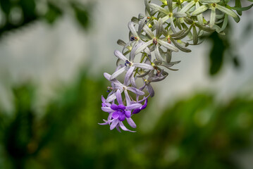 Purple wreath, Sandpaper vine, Queen&rsquo;s wreath