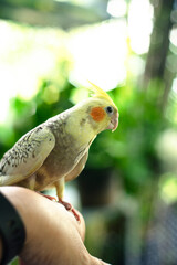  Cockatiel Nymphicus are prized as household pets and companion parrots throughout the world and...