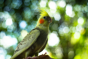  Cockatiel Nymphicus are prized as household pets and companion parrots throughout the world and...