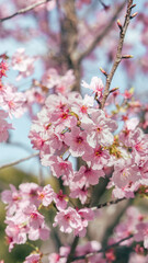 Sakura flowers also known as cherry blossom with green leaves and clear blue sky bokeh (defocused) background, shot on Osaka Castle Park, Japan during the day