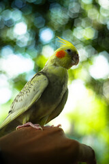  Cockatiel Nymphicus with common coloring (grey body with yellow head) Cockatiel Nymphicus are sexually dimorphic, Cockatiel Nymphicus though to a lesser degree than many other avian species