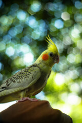 The face and crest of the female  Cockatiel Nymphicus will typically remain mostly grey with a...