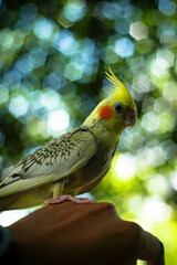 The face and crest of the female  Cockatiel Nymphicus will typically remain mostly grey with a yellowish tint, and a less vibrant orange cheek patch