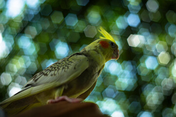 The face and crest of the female  Cockatiel Nymphicus will typically remain mostly grey with a...