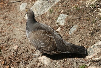 Male Dusky Grouse (Dendragapus obscurus) wild bird on the ground in Beartooth Mountains, Montana