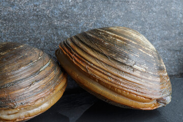 Fototapeta na wymiar Fresh surf clam on stone background