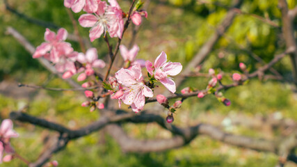 Fototapeta premium Sakura flowers also known as cherry blossom with tree branches, green soil bokeh (defocused) background, shot on Osaka Castle Park, Japan during the day