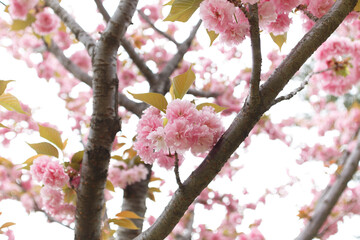 花,桜,小金井公園,
flowers, cherry blossoms, Koganei Park,