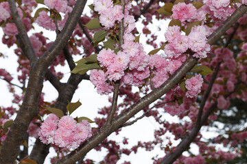 花,桜,小金井公園,
flowers, cherry blossoms, Koganei Park,