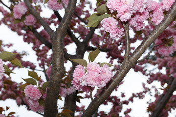 花,桜,小金井公園,
flowers, cherry blossoms, Koganei Park,
