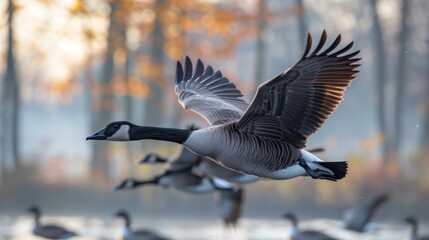 The Haunting Cry Migrating Geese